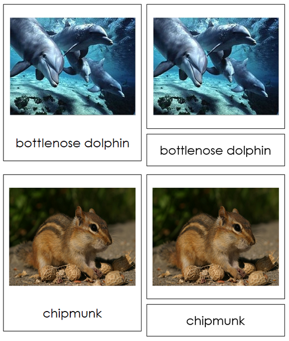 Types of Mammals 3-Part Cards - Animal Kingdom Cards - Montessori Print Shop Digital Download