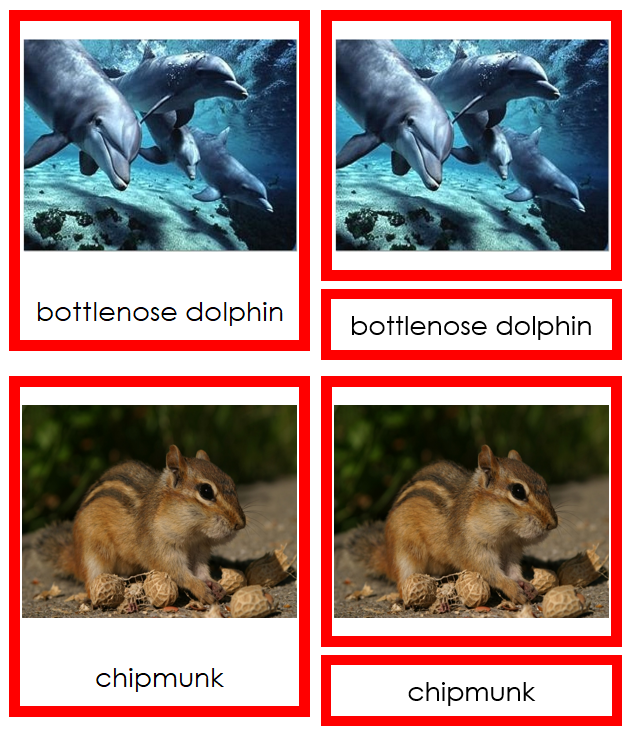 Types of Mammals (color coded)