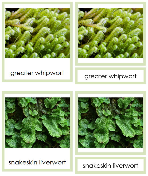 Marchantiophyta Plants - Montessori Print Shop Digital Download