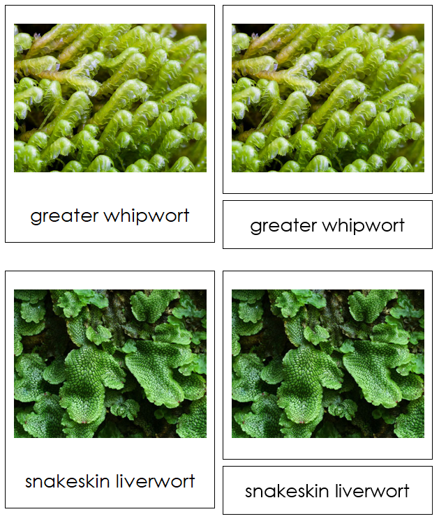 8 types of Marchantiophyta (liverworts) - Montessori Print Shop
