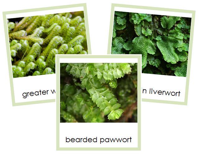 Division Marchantiophyta Cards - Montessori Print Shop Digital Download