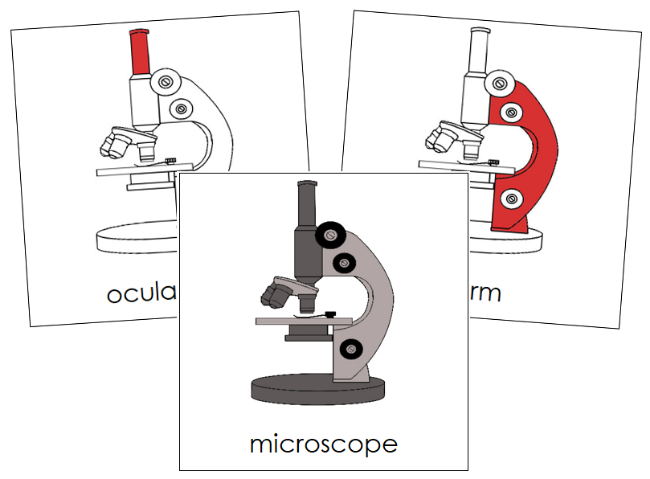 Parts of a Microscope Nomenclature Cards (red) - Montessori Print Shop Digital Download