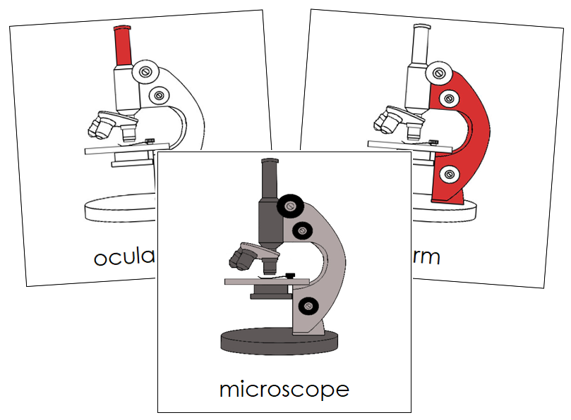 Microscope Nomenclature Cards (red) - Montessori Print Shop