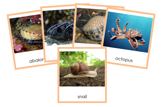Types of Mollusca 3-Part Cards (Animal Kingdom) - Montessori Print Shop Digital Download