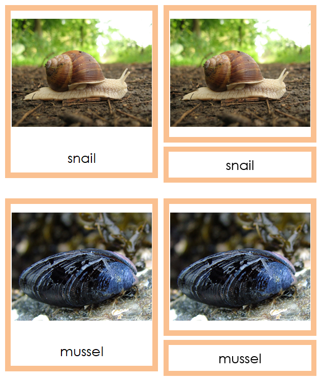 Mollusca Cards - Montessori Print Shop Digital Download