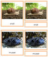 Mollusca Cards - Montessori Print Shop