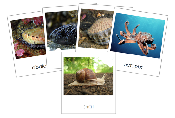 Types of Mollusca 3-Part Cards (Animal Kingdom) - Montessori Print Shop Digital Download