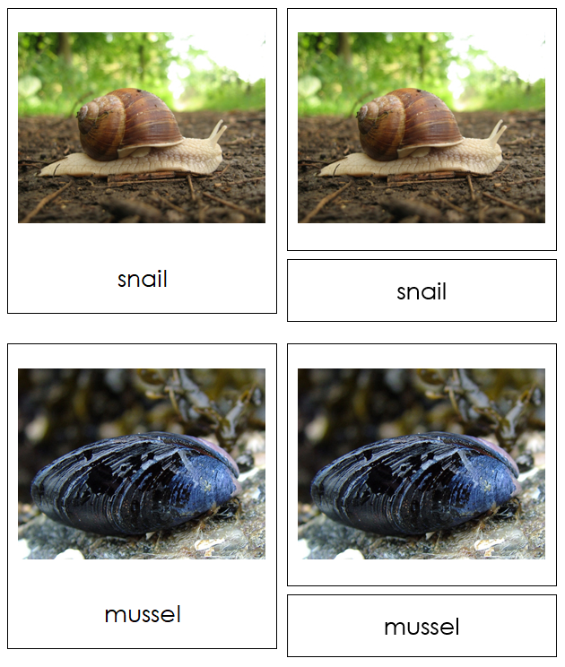 Mollusca Animal Cards - Montessori Print Shop Digital Download