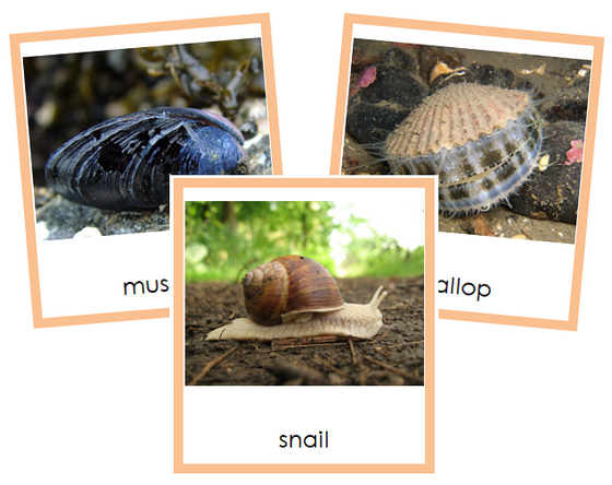 Phylum Mollusca (color) - Montessori Print Shop