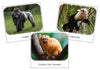 Monkeys and Apes Safari Toob Cards - Montessori Print Shop