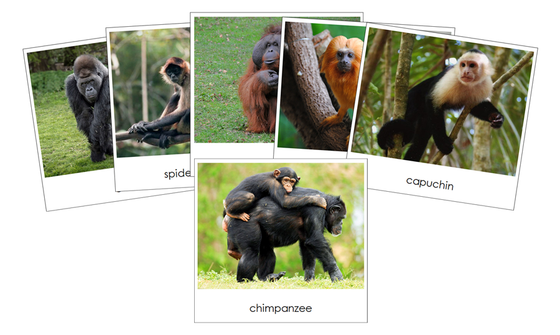 Monkeys and Apes - Safari Toob Cards - Montessori Print Shop Digital Download