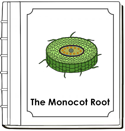 Parts of a Monocot Nomenclature Book (red) - Montessori Print Shop Digital Download