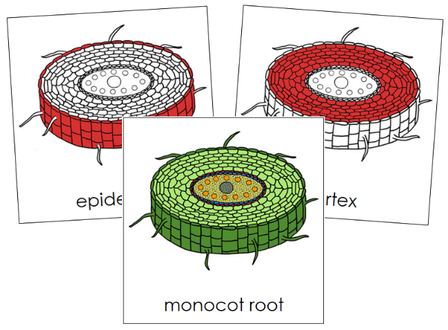 Monocot Root Nomenclature Cards (red) - Montessori Print Shop Digital Download