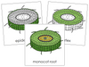 Monocot Root Nomenclature Cards - Montessori Print Shop