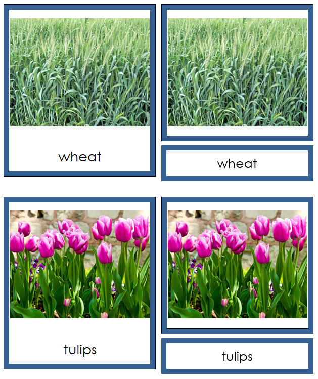 8 types of Monocotyledon (monocots) - Montessori Print Shop Digital Download