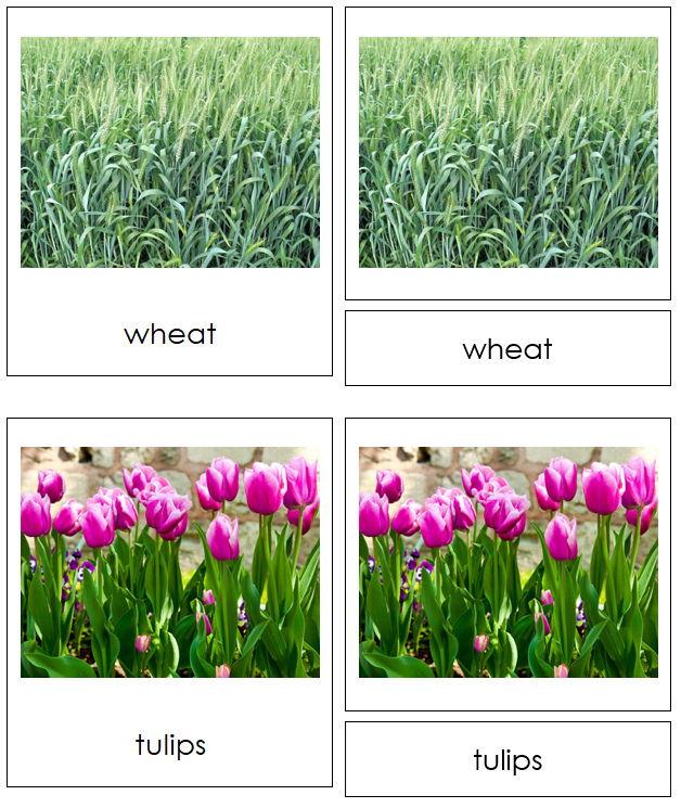 8 types of Monocotyledon (monocots) - Montessori Print Shop Digital Download