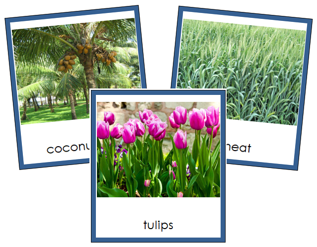 Division Monocotyledon Cards - Montessori Print Shop Digital Download