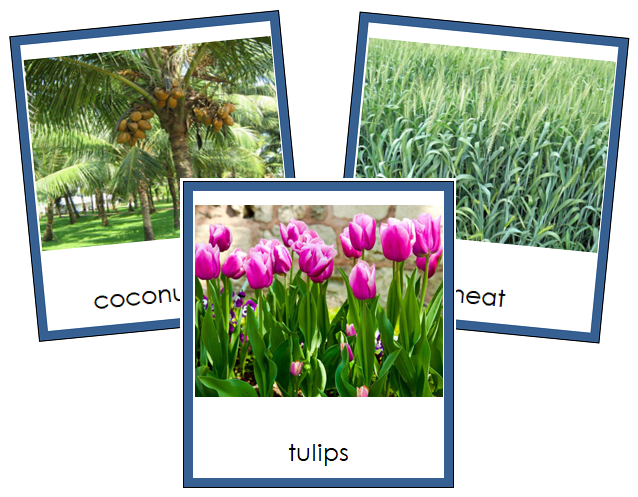 Division Monocotyledon Cards - Montessori Print Shop