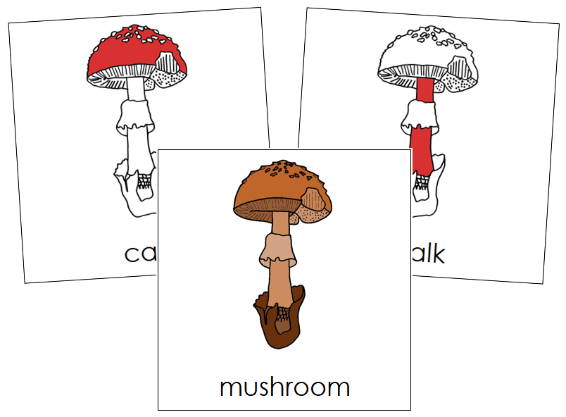 Mushroom Nomenclature Cards (red) - Montessori Print Shop