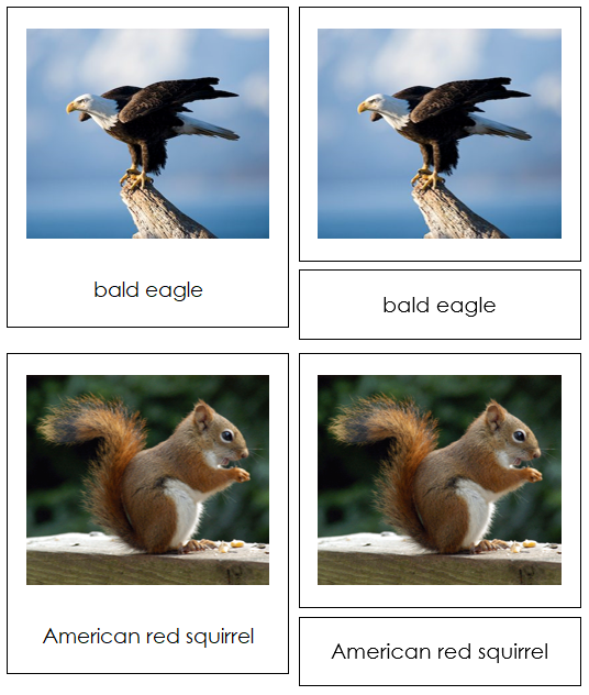 Animals of North America 3-Part Continent Cards - Montessori Print Shop Digital Download