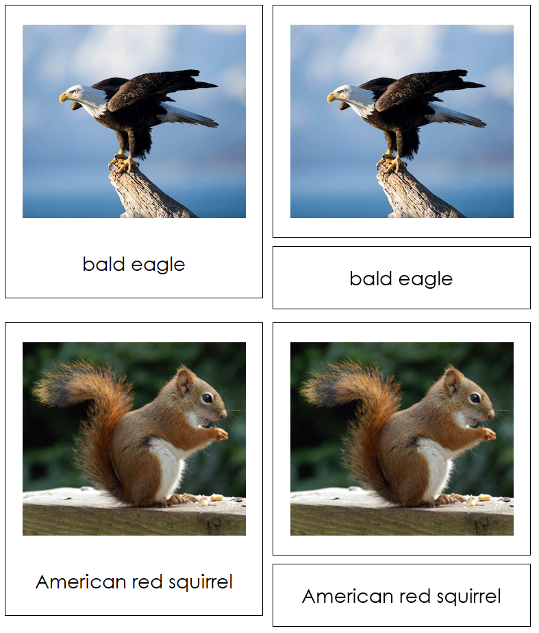 Animals of North America 3-Part Cards - Montessori Print Shop Digital Download