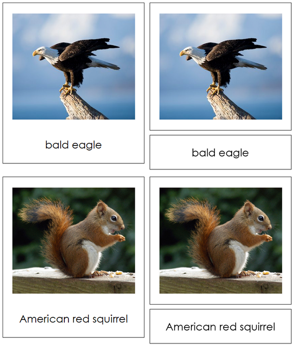Animals of North America 3-Part Cards - Montessori Print Shop Digital Download