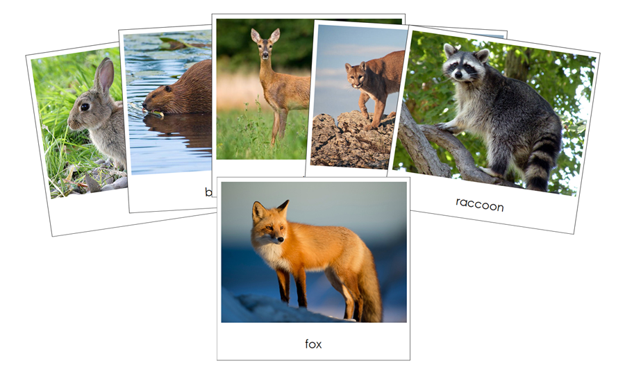 Nature Safari Toob Cards - Montessori Print Shop Digital Download
