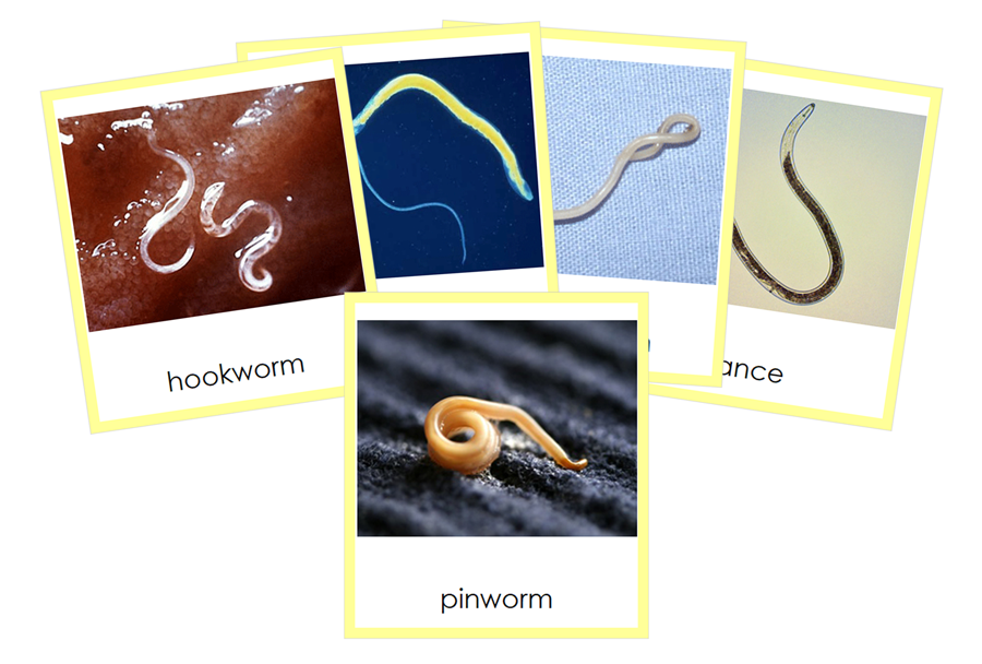 Types of Nematoda 3-Part Cards (Animal Kingdom) - Montessori Print Shop Digital Download
