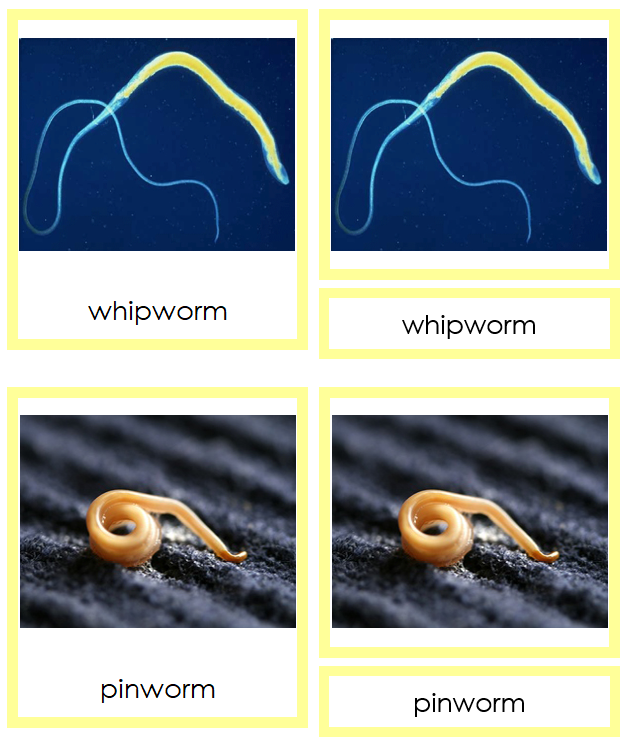 Nematoda Cards - Montessori Print Shop Digital Download
