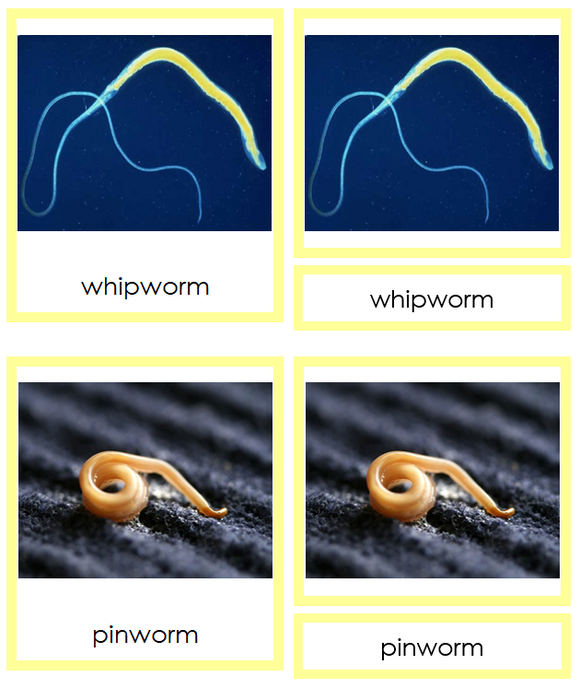 Phylum Nematoda (color) - Montessori Print Shop