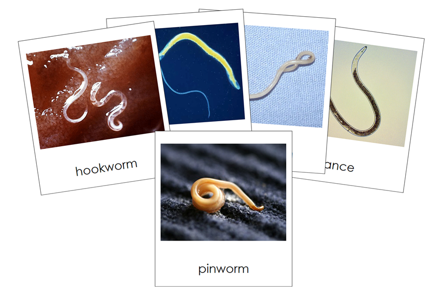 Types of Nematoda 3-Part Cards (Animal Kingdom) - Montessori Print Shop Digital Download