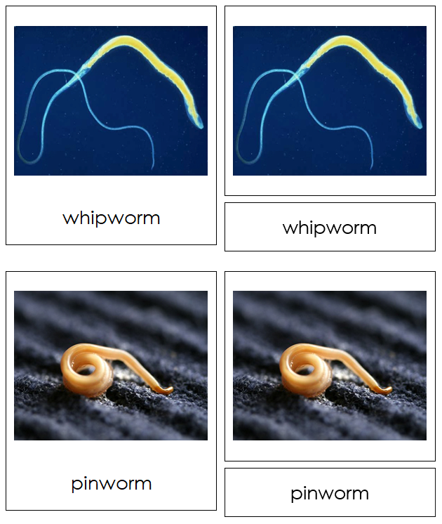 Nematoda Animal Cards - Montessori Print Shop Digital Download