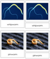 8 types of Nematoda (Animal Kingdom) - Montessori Print Shop