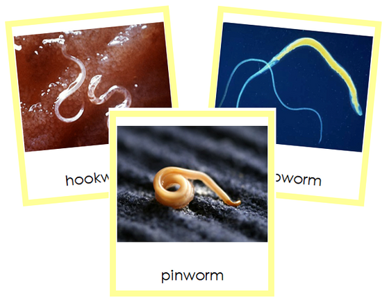 Phylum Nematoda (color) - Montessori Print Shop