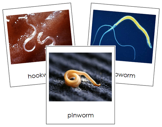 Phylum Nematoda - Montessori Print Shop