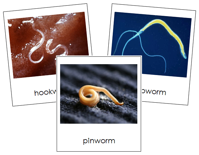 Phylum Nematoda - Montessori Print Shop