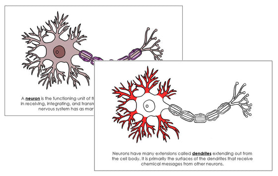 Neuron Nomenclature - Book (red)