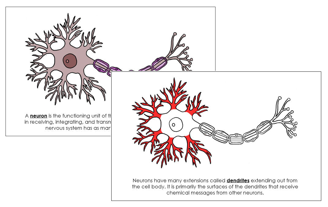 Neuron Nomenclature - Book (red)