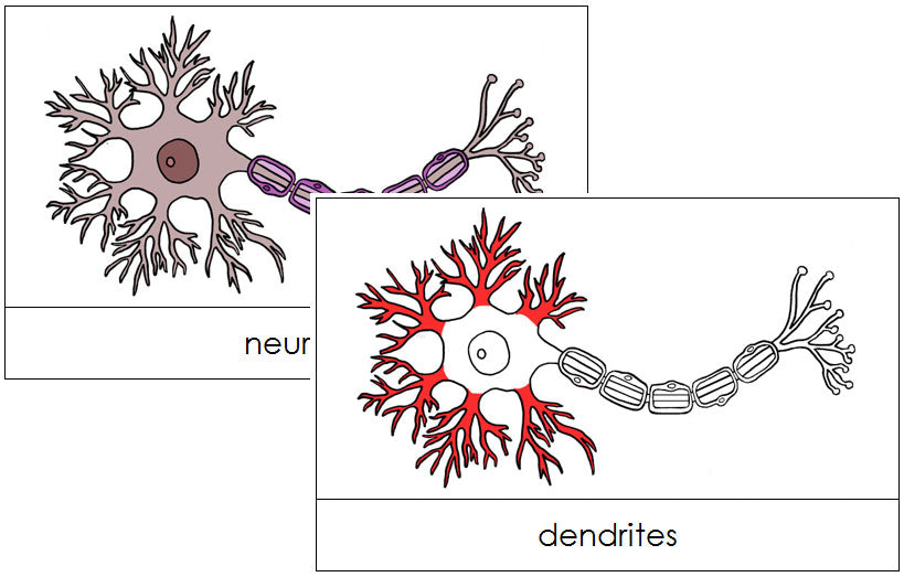 Neuron Nomenclature Cards (red) - Montessori Print Shop