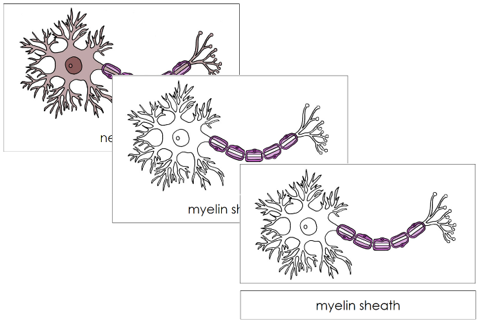 Neuron Nomenclature - Cards