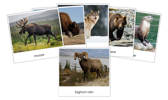 North American Wildlife Safari Toob Cards - Montessori Print Shop Digital Download