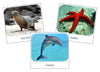 Ocean Safari Toob Cards - Montessori Print Shop