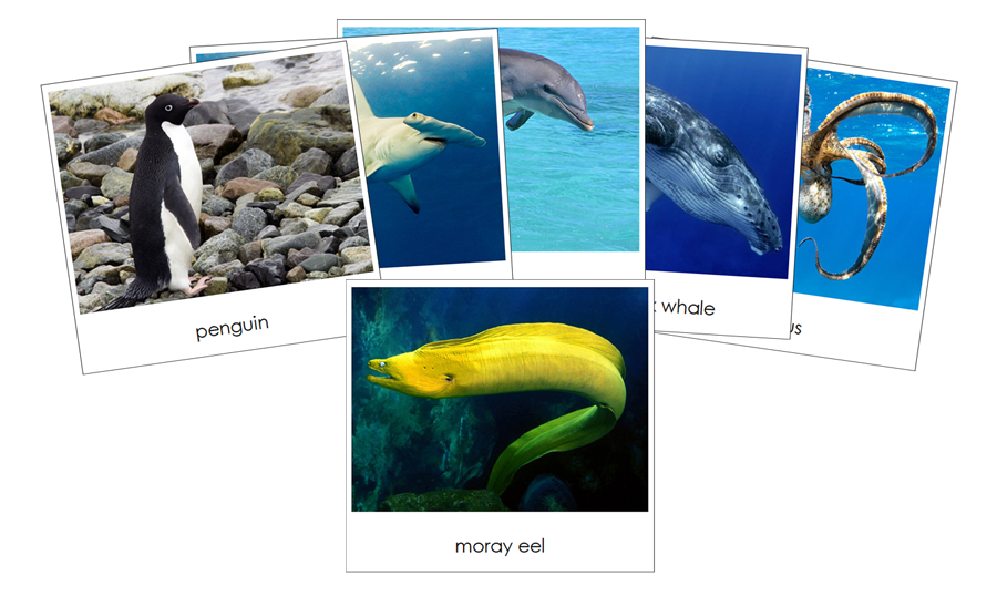 Ocean Safari Toob Cards - Montessori Print Shop Digital Download