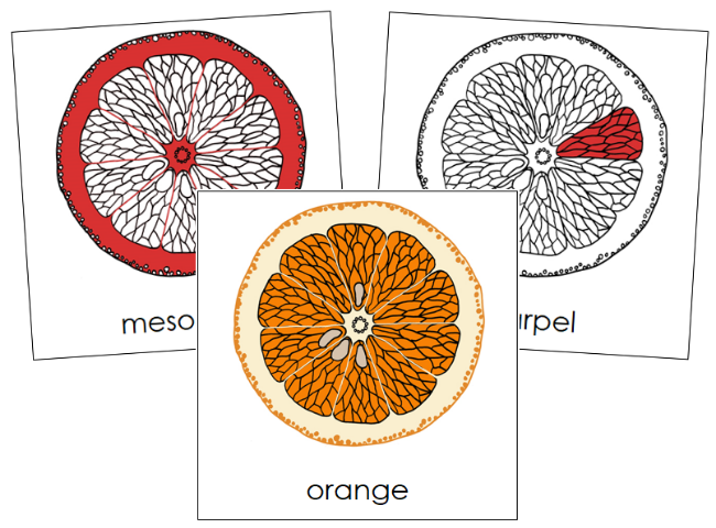 Orange Nomenclature Cards (red) - Montessori Print Shop Digital Download