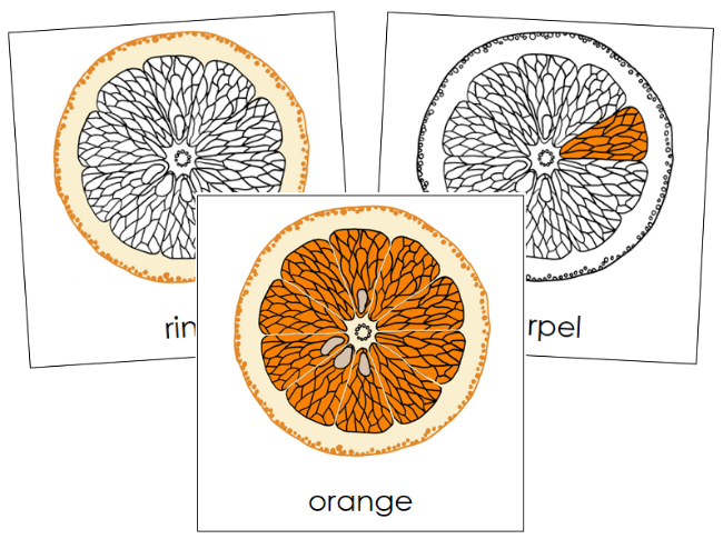 Parts of an Orange 3-Part Nomenclature Cards - Montessori Print Shop Digital Download