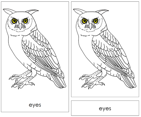 Parts of an Owl Nomenclature Cards - Montessori Print Shop Digital Download