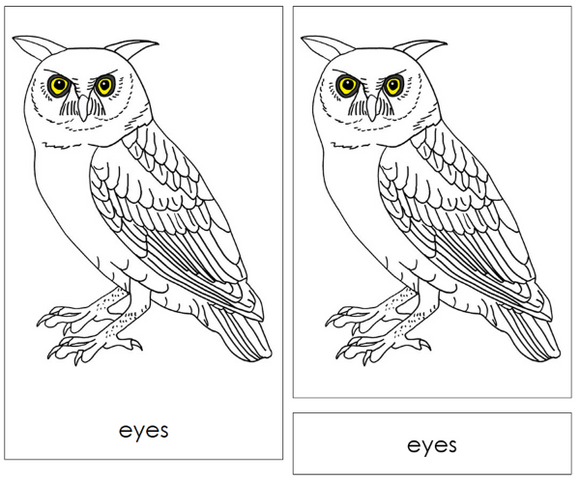 Parts of an Owl Nomenclature Cards - Montessori Print Shop Digital Download