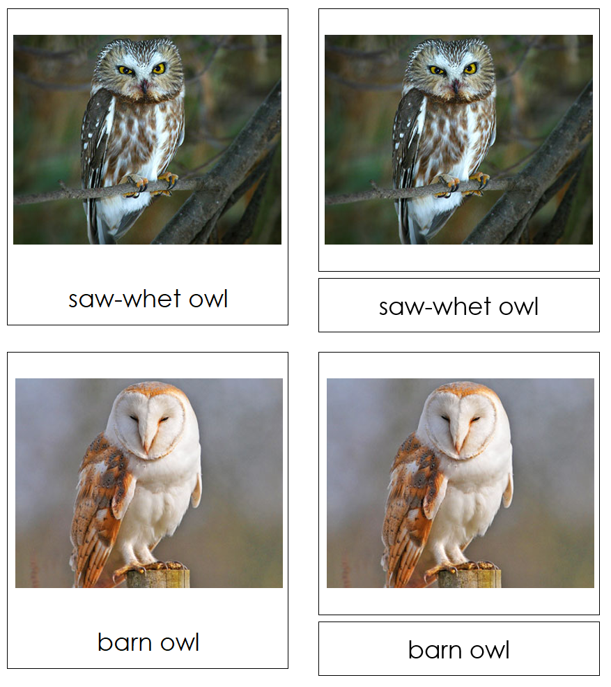 Types of Owls 3-Part Cards - Montessori Print Shop Digital Download