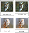 Owl Cards - Montessori Print Shop