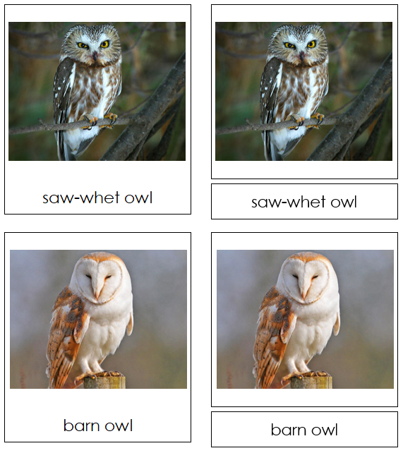 Owls 3-Part Cards - Montessori Print Shop